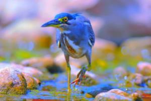 意甲，全球足球爱好者的天堂意大利足球联赛意甲