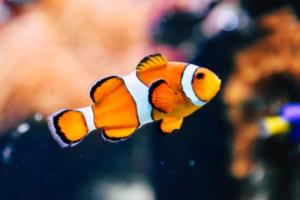 意甲女排联赛实力如何?意甲女排联赛实力如何